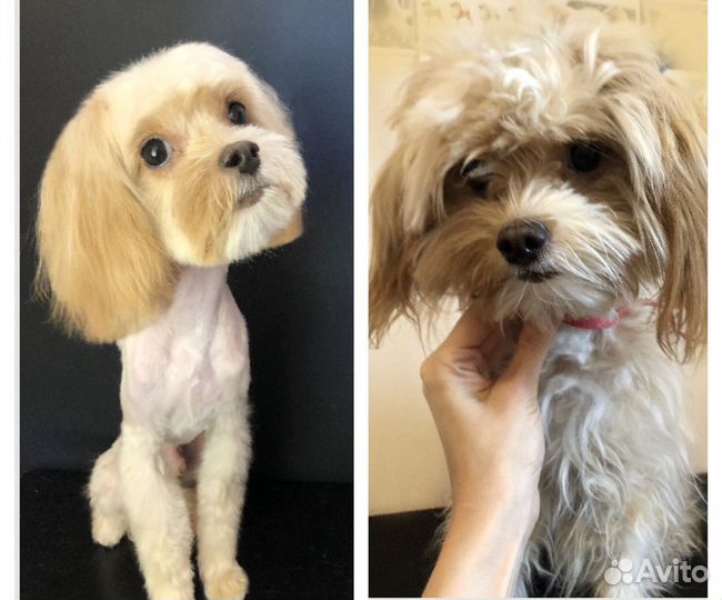 Груминг (стрижка, уход) собак мелких пород