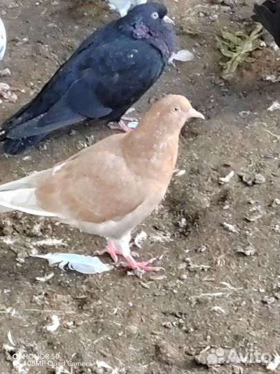 Продажа бакинских голубей