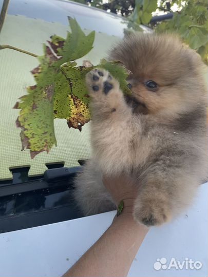 Померанский шпиц медвежьего типа