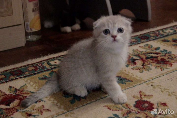 Шотландский вислоухий мальчик