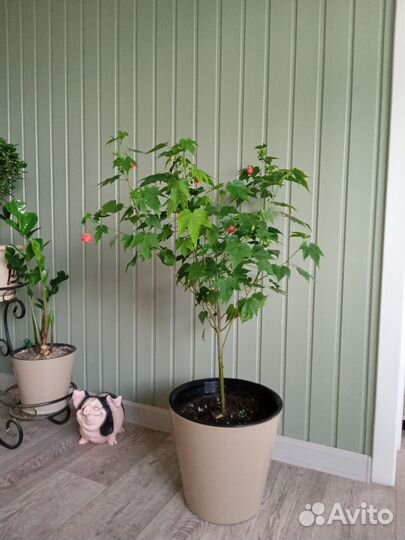 Пеперомия, амбутилон, колеус