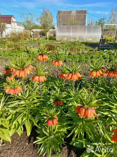 Рябчик императорский