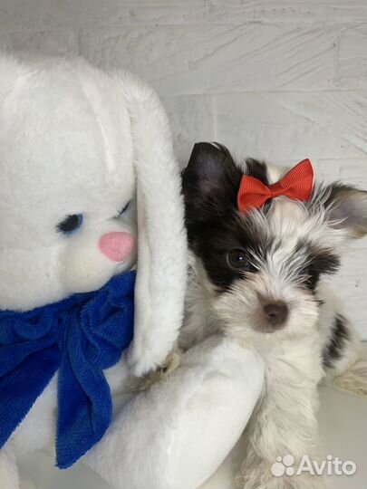 Йорк девочка, окрас биро