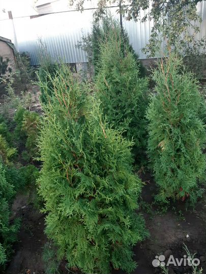 Саженцы туи, можжевельников