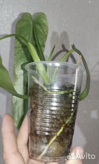 Филодендрон Село сплэш, Спиритус, Лонгилобатум