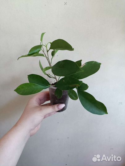 Комнатные растения