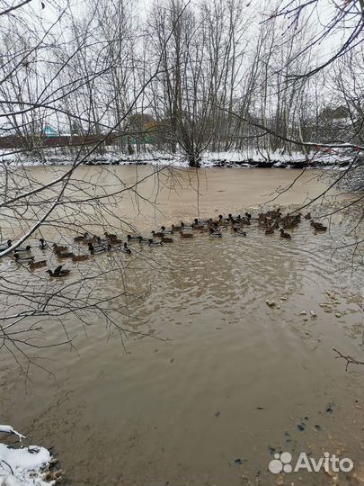 Селезни подсадных уток