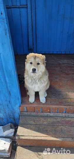 Собака