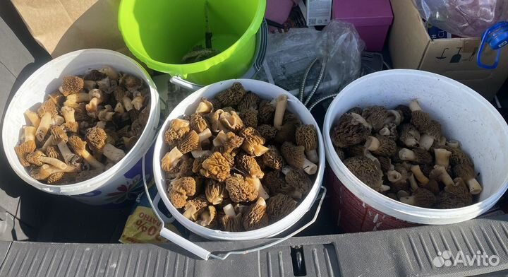 Грибы сморчки(сморчковая шапочка) деликатес