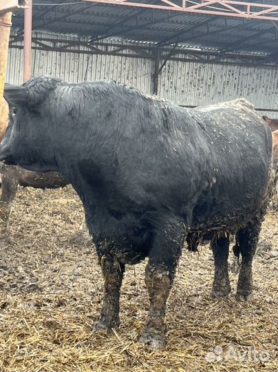 Быки на племя