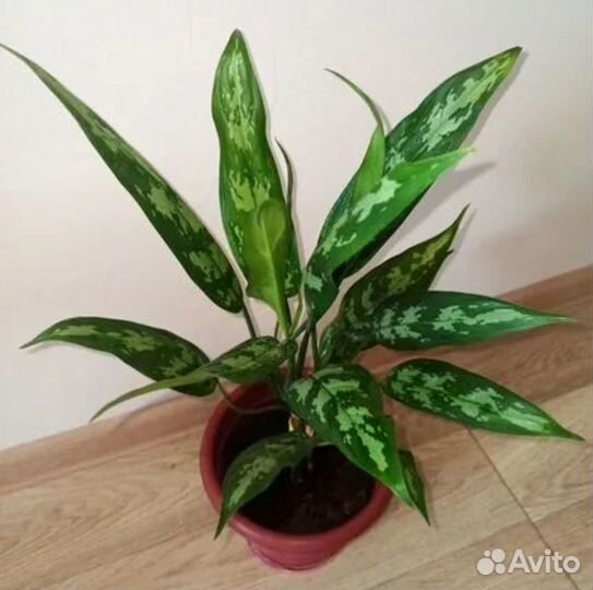 Кротон, толстянка, колеус,фикусы