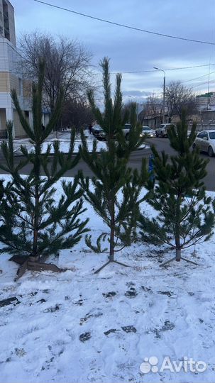 Живые ели и сосны