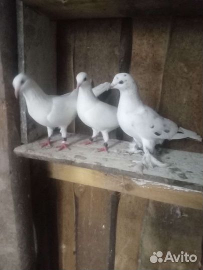 Бойные голуби