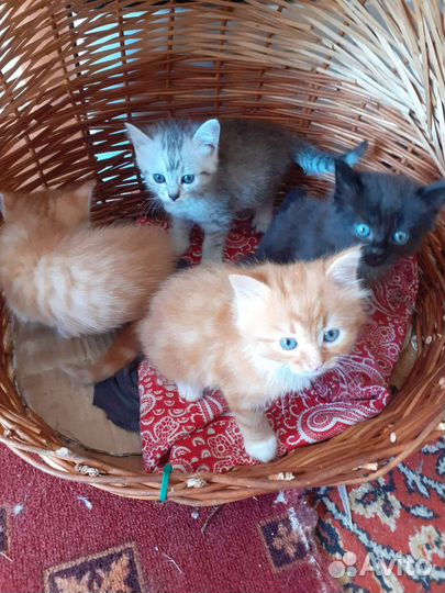 Котята в добрые руки
