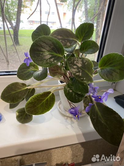 Фиалка ампельная