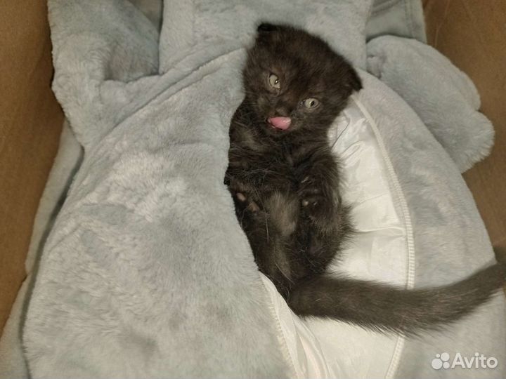 Котятки вислоухие