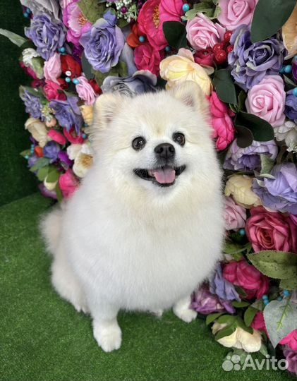 Груминг Стрижка собак