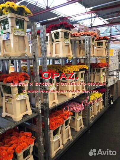 Розы Эквадор 101 51 25 15роз Бесплатная доставка