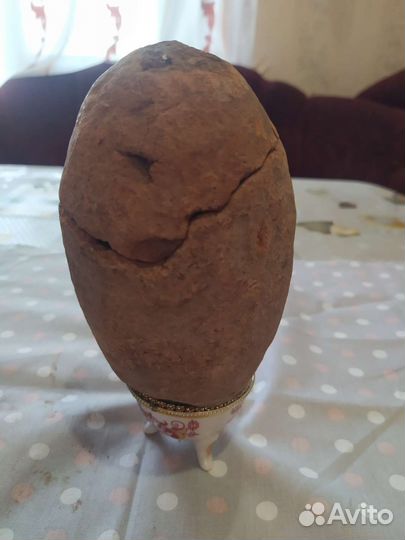 Находка мелового периода