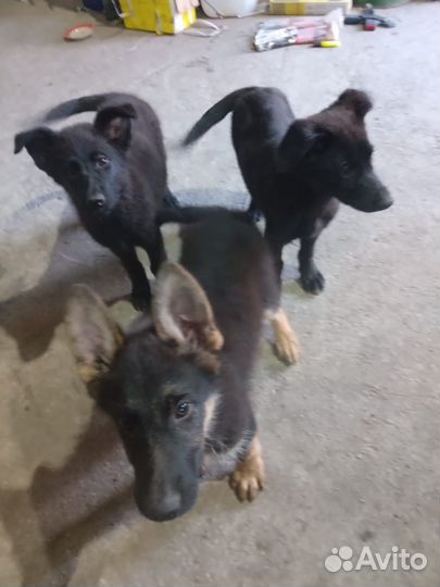 Немецкая овчарка