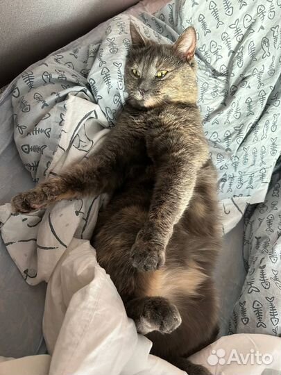 Кошка в дар