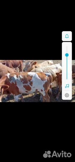 Телят в бычки