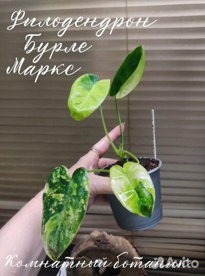 Филодендроны