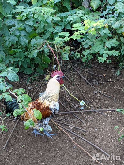 Куры китайские