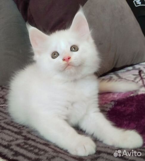 Мейн-кун кошечка, Донецк, днр