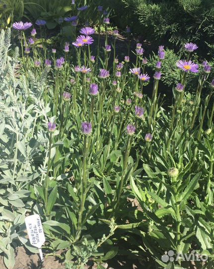 Продаю многолетние растения