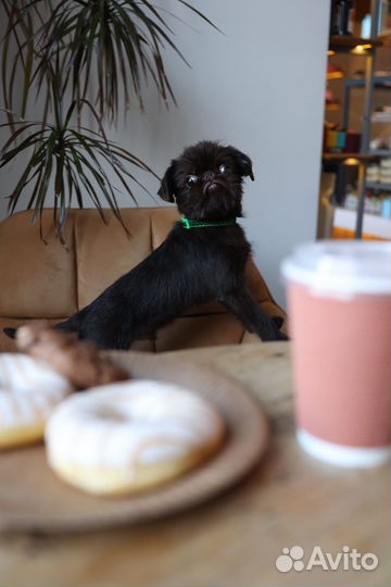 Шоколадный грифон