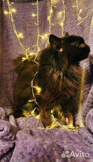 Красивая кошечка