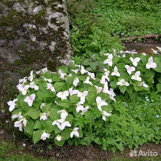 Редкие многолетники для сада