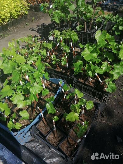 Саженцы винограда