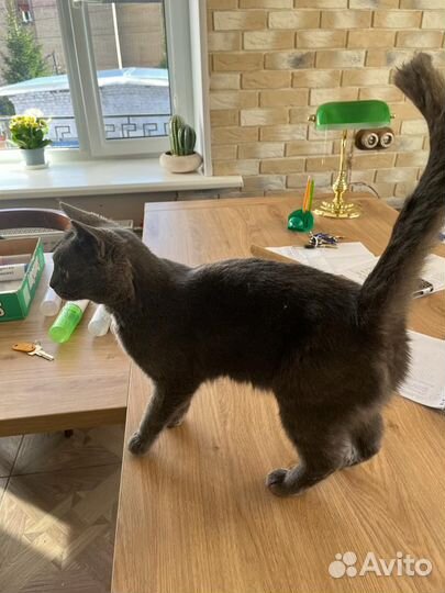 Кошка в дар