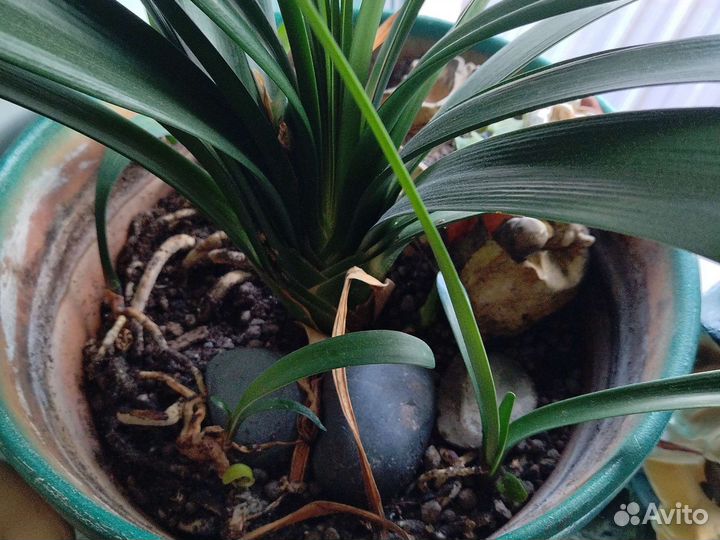 Кливия детки