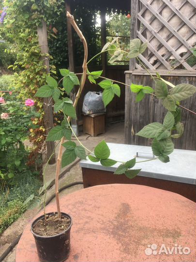 Саженцы ежевики