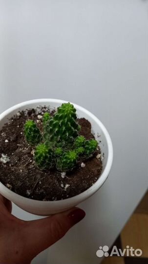 Кактус Сулькоребуция Канигурами