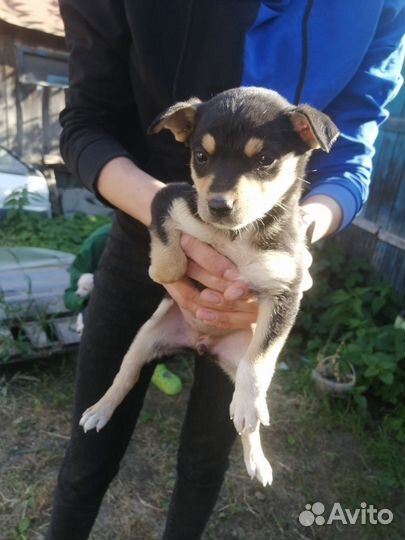 Собаки щенки бесплатно