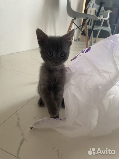 Отдам котенка
