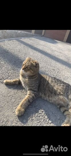 Кошка в дар