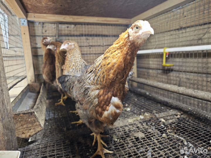 Куры цыплята