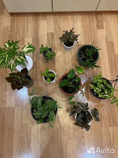 Комнатные цветы