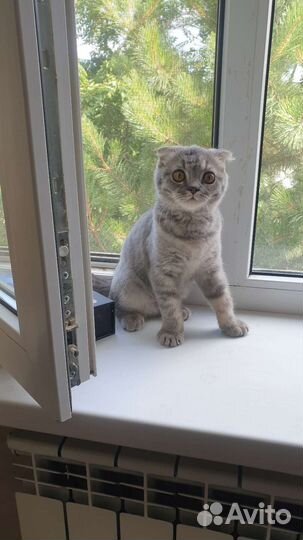 Передержка кошек, домашняя гостиница для котов