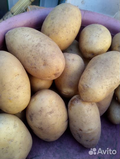Семенной картофель королева анна