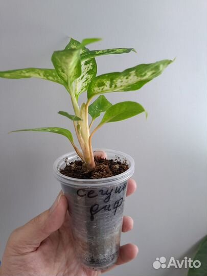 Диффенбахия Сегуина