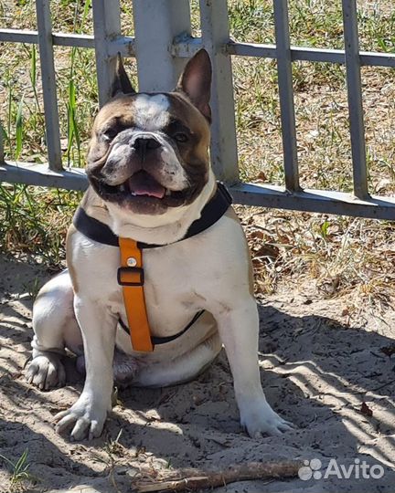 Французский бульдог кобель вязка