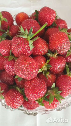 Клубника рассада (усы) 2 сорта