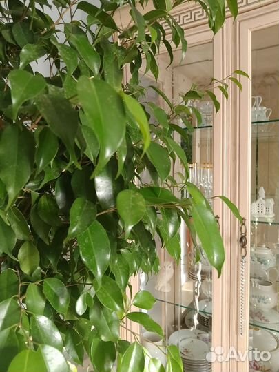 Фикус Бенджамина большой