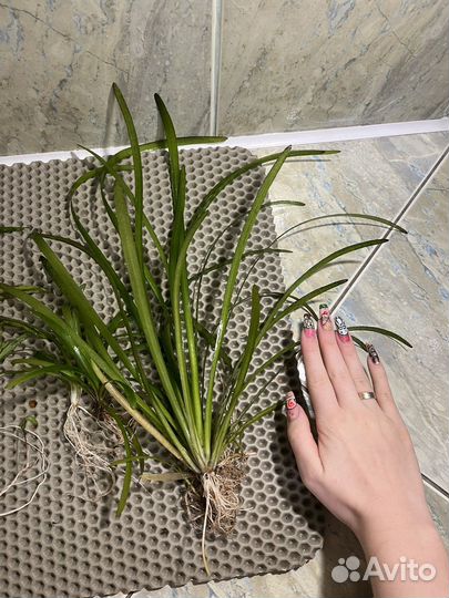 Аквариумные растения